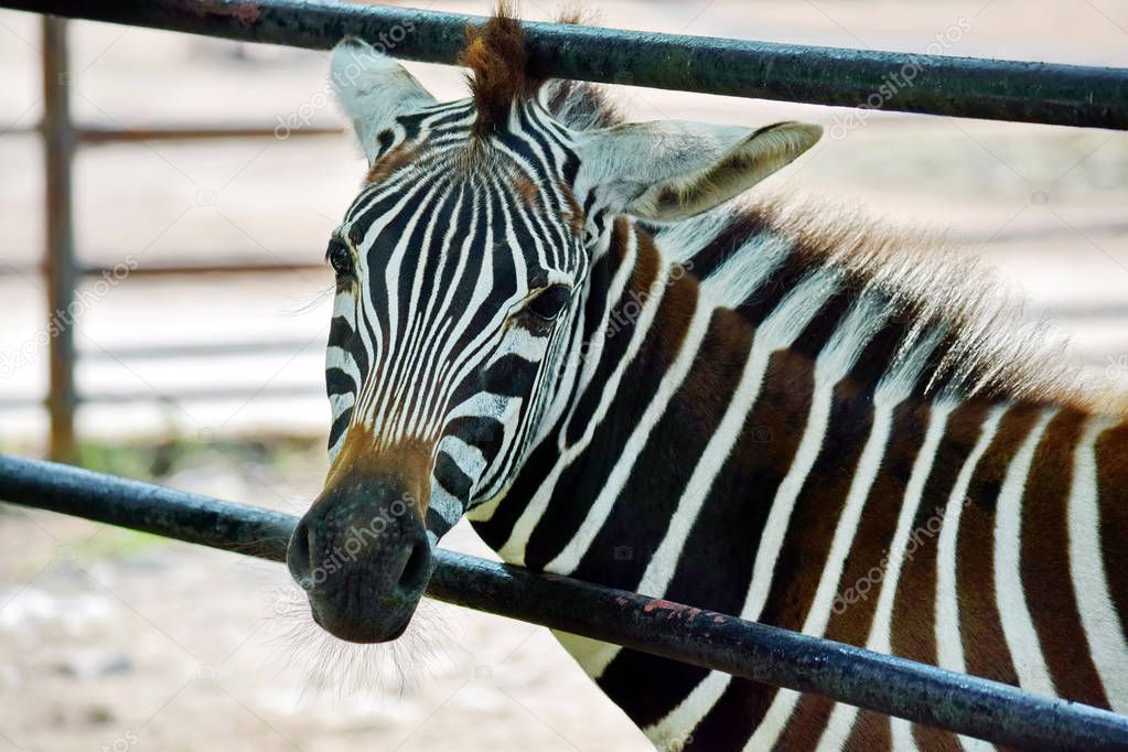 Gorgeous Young Baby Zebra Behind the Fence