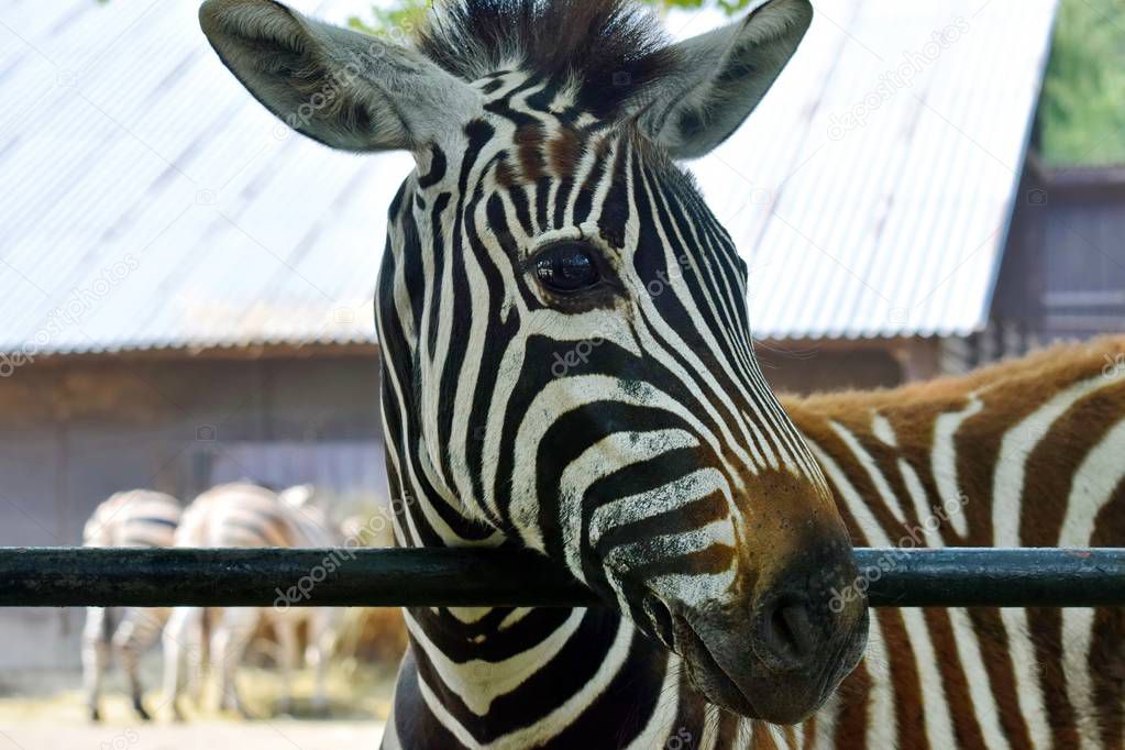 Gorgeous Young Baby Zebra Looking Out of the Fence