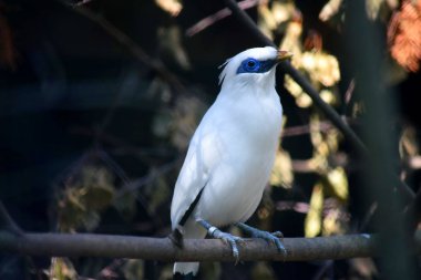 Beyaz Egzotik Kuş Bali Myna Şubede oturuyor