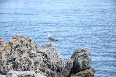Martı Sahilde Kaya 'da duruyor