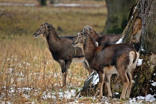 Mouflons Herd Winter Ovis Ram Musimon — Stockfoto