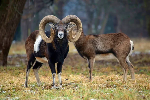 Mouflon Pár Erdőben Tél — Stock Fotó