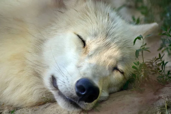 Loup Arctique Blanc Tête Endormie Gros Plan — Photo