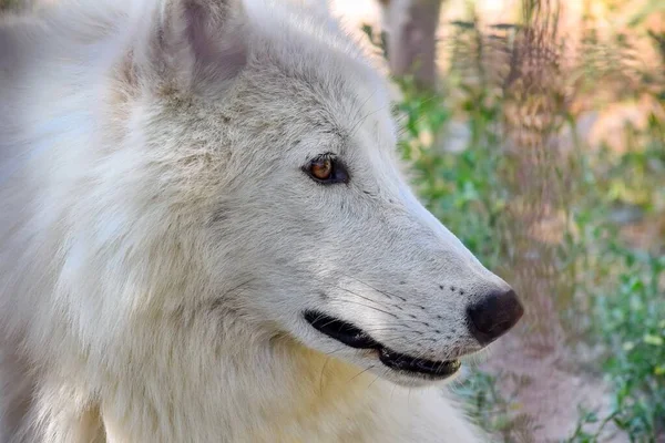 White Arctic Wolf Head Gros Plan — Photo