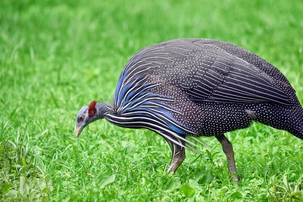 Vulturine Guineafowl Walking Grass Looking Food Portrait — Stock fotografie