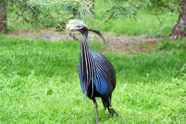 Vulturine Guineafowl Séta Természetben Portré — Stock Fotó