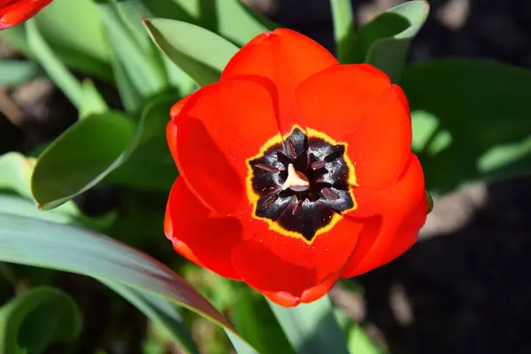 Tulipán Rojo Primavera Floración Jardín — Foto de Stock