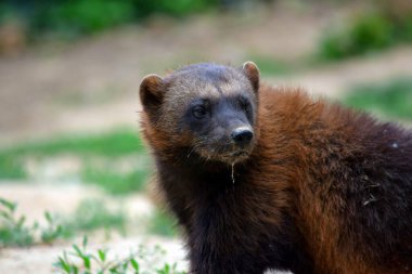 Sibirya Wolverine Gulo Gulo Oturuyor