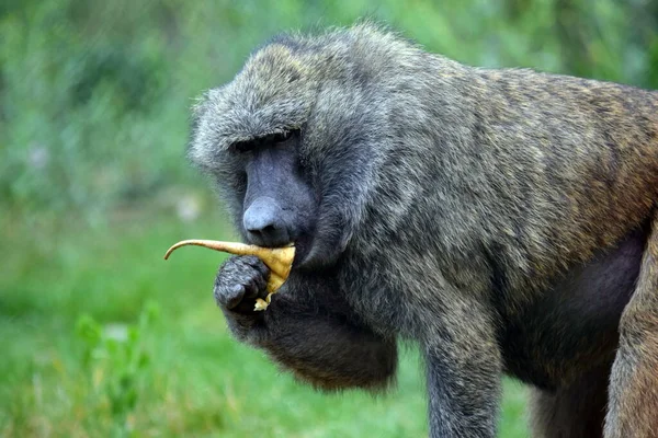 Мавпа Бабуїна Папіо Анубіс Їсть Овочі — стокове фото