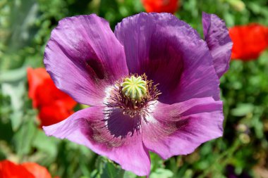 Mor gelincik çiçeği Papaver Somniferum L Ayrıntısı Tarlaya Yakın