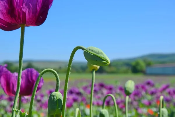 Mor Poppy BudPapaver Somniferum L Tarım Alanı