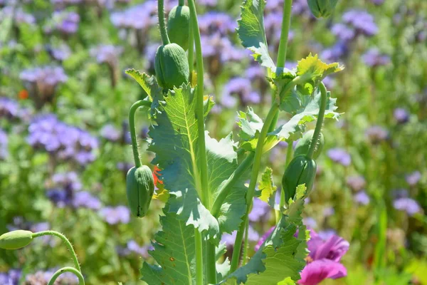 Papaver Somniferum L Poppy Bud Tarım Alanı