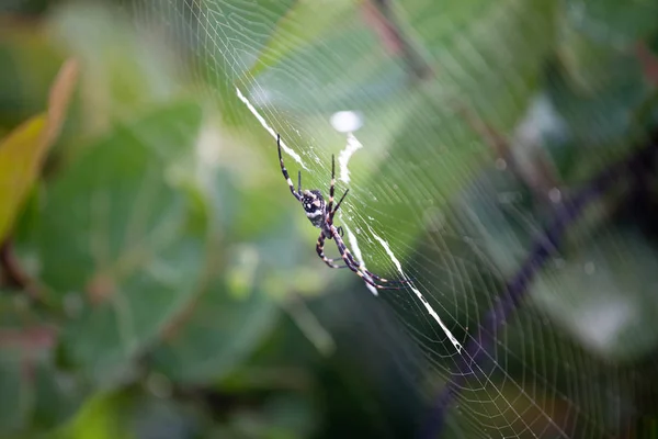 Aranha de jardim de prata (argiope argentata, nome comum Silver Argi — Fotografia de Stock