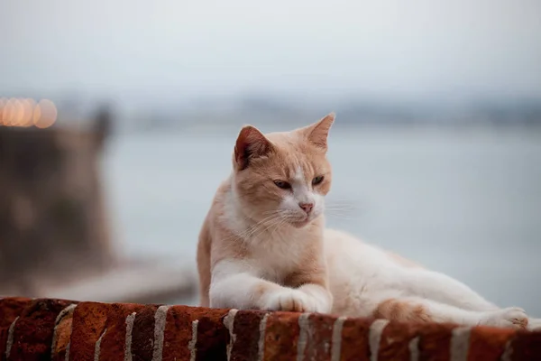 Ginger and white cat lying  on a wall top at El Morro citadel, S — Stock Photo, Image