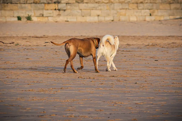 Sahilde Iki Köpek Carcavelos Portekiz — Stok fotoğraf