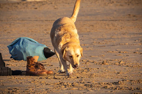 Sahilde Bir Köpek Carcavelos Portekiz — Stok fotoğraf