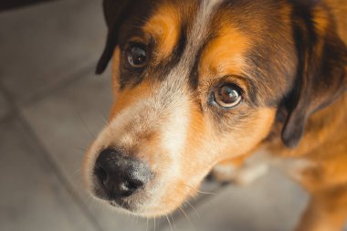 Bir köpek portresi, sevimli bir hayvan.