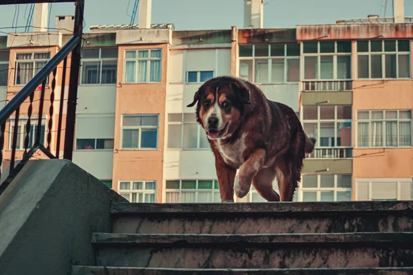 Merdivenlerden Inen Bir Köpeğin Portresi — Stok fotoğraf