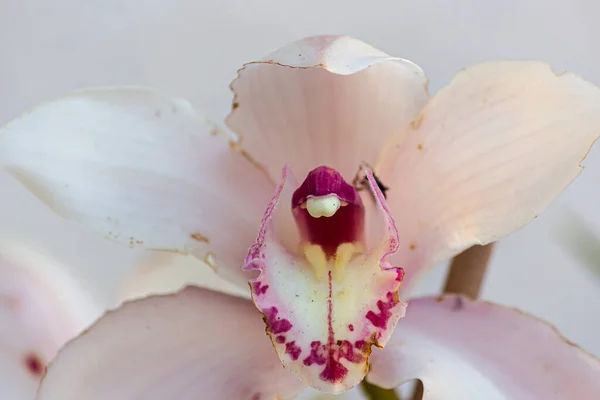 Bílá Orchidej Detaily Přírody — Stock fotografie