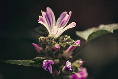 Vahşi bir çiçeğe yakın çekim, doğa, bahar