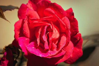 Bahçedeki çalılıklarda kırmızı gül