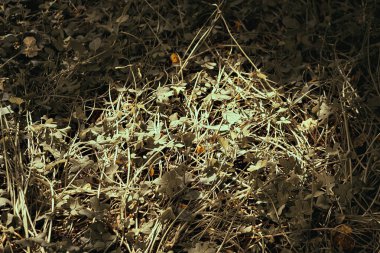 Ormanın ortasında çimlere basmış, Sintra, Portekiz