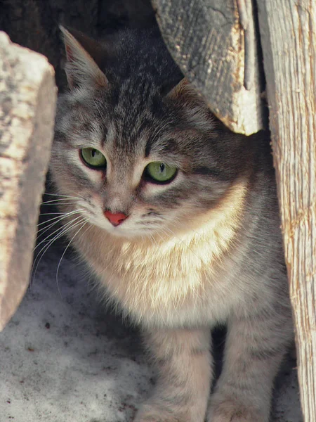 冬の野良猫 — ストック写真