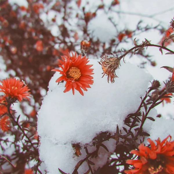 Red flowers covered in snow