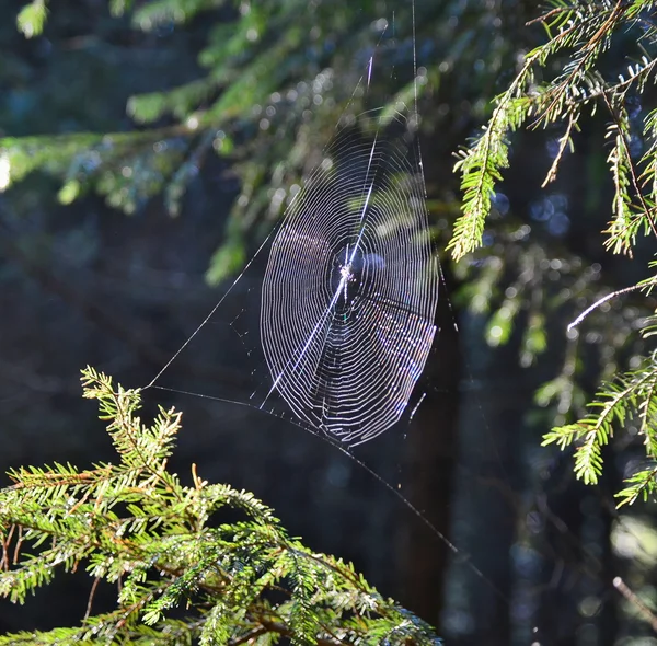 Gotas de agua en una tela de araña —  Fotos de Stock