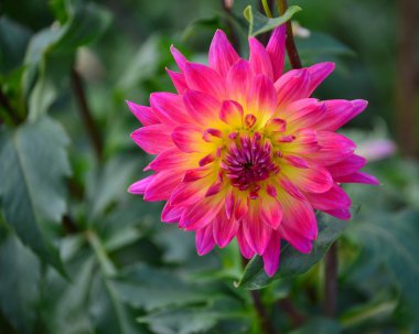 çiçek açan dahlias, Lower Austria, Avusturya detay
