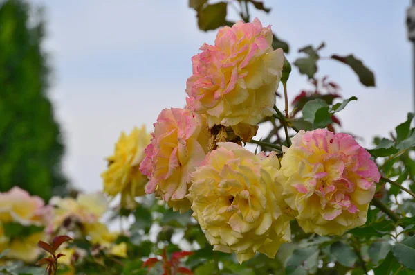 view of blooming roses, Lower Austria
