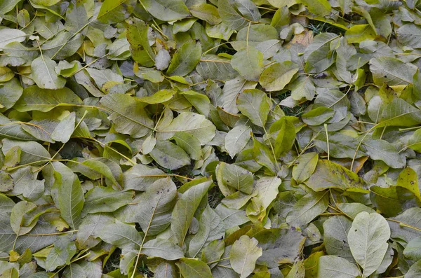 Fallende Blätter im Herbst Walnuss, Südböhmen — Stockfoto
