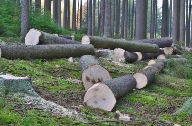 Kereste nakliye, South Bohemia için hazır