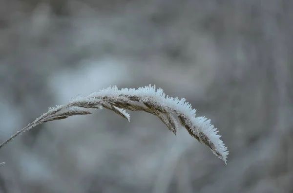 Pflanzen mit Frost bedeckt, Südböhmen — Stockfoto