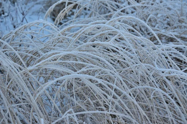 被霜冻覆盖的植物, 波希米亚南部 — 图库照片