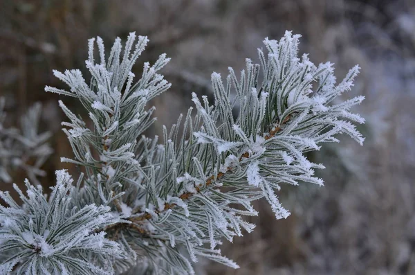 Plants covered with frost, southern Bohemia — Stock Photo, Image