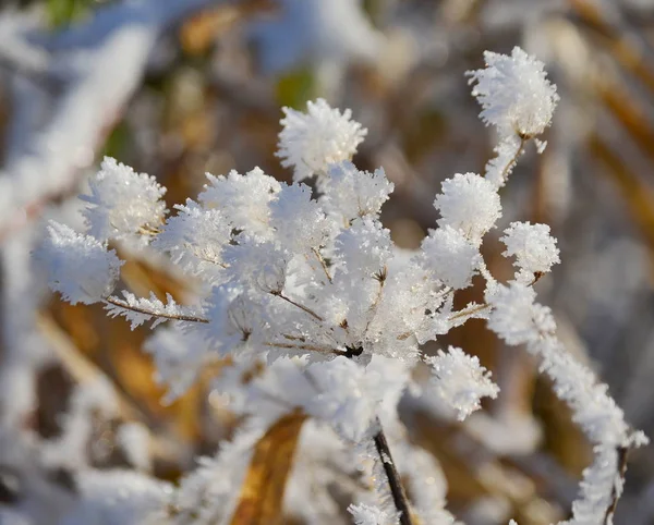 Plantes couvertes de givre, Bohême méridionale — Photo