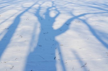 Gölgeler ve karlı bir düz, Güney Bohemya ağaçlarının