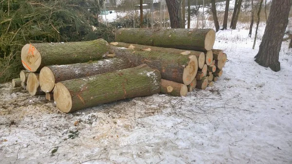 timber ready for transport, South Bohemia