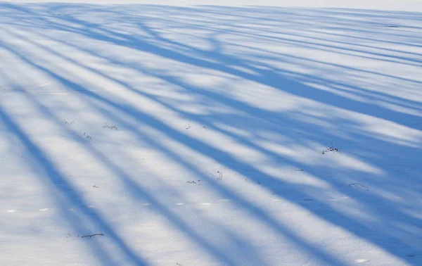 Sombras de árboles en una llanura nevada, al sur de Bohemia —  Fotos de Stock