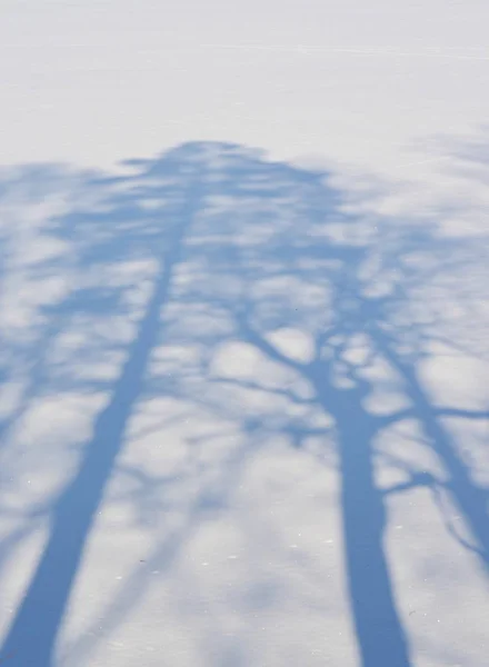 Sombras de árvores em uma planície nevada, Boêmia do Sul — Fotografia de Stock