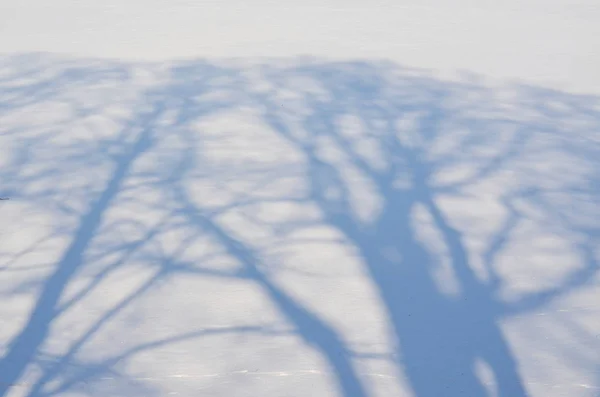 在一个雪原上的树木阴影, 南波希米亚 — 图库照片