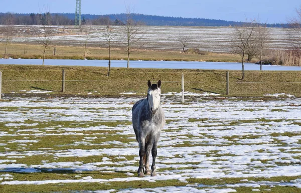 Vita hästen på vintern betar — Stockfoto