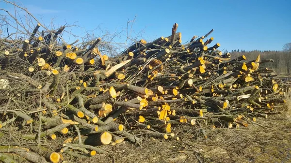 meyve ağacı dalları Güney Bohemya kesilmiş, kesmek