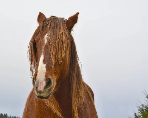 Portrét koňské hlavy. Jižní Čechy — Stock fotografie