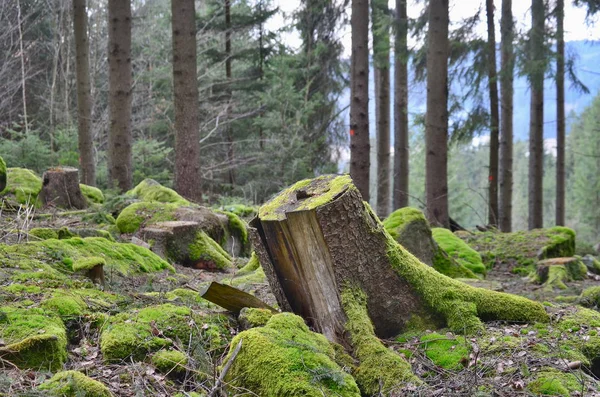 Ceppo di un vecchio albero abbattuto, Boemia meridionale — Foto Stock