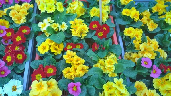 Lentebloemen klaar voor opplant, regio Zuid-Bohemen — Stockfoto