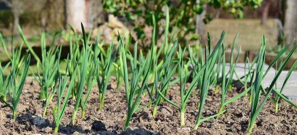 Spring garlic plant, South Bohemia — Stock Photo, Image