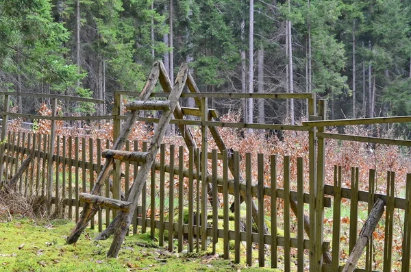 Bosque recién plantado, Bohemia del Sur — Foto de Stock