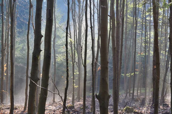 Uitzicht over het boslandschap — Stockfoto